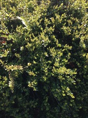 Buxus sempervirens