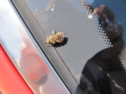 Orange-legged Furrow Bee photographed in Michigan