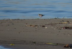 Charadrius semipalmatus