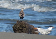 Leucophaeus atricilla