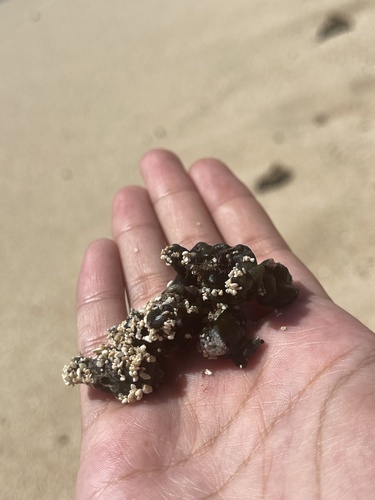 Codium arabicum observed 2023-10-26