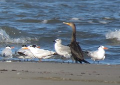 Nannopterum brasilianum