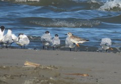 Pluvialis squatarola