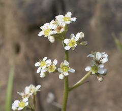 Micranthes integrifolia