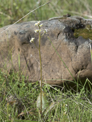 Micranthes integrifolia