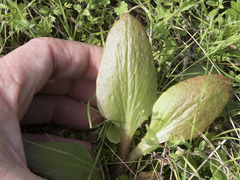 Micranthes integrifolia