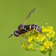 Abrachyglossum capitatum