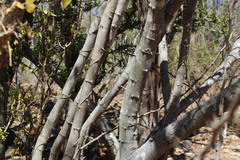 Pithecellobium unguis-cati