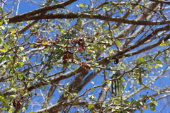 Pithecellobium unguis-cati