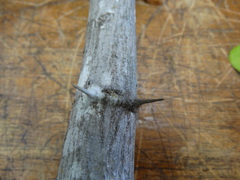 Pithecellobium unguis-cati