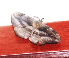 Ganisa similis