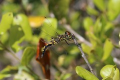 Celithemis ornata