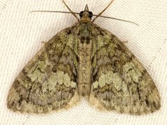 Hydriomena renunciata