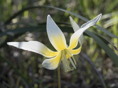 Erythronium multiscapideum