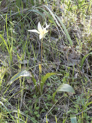 Erythronium multiscapideum