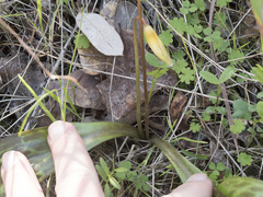 Erythronium multiscapideum