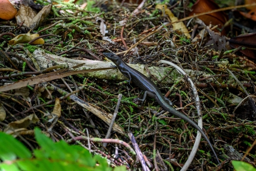 Black Emo Skink, Emoia nigra