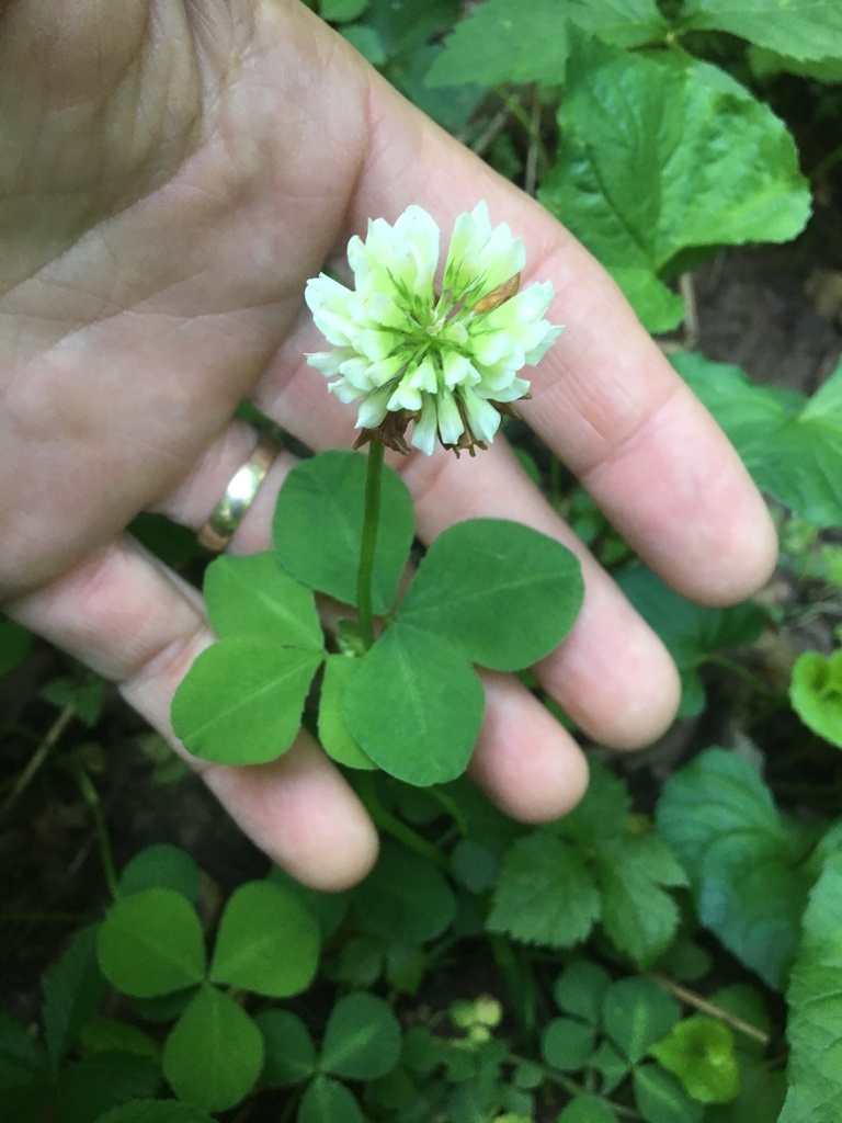 Running Buffalo Clover in June 2018 by smartinbiologist · iNaturalist