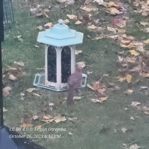 Northern Cardinal photographed in North Dakota