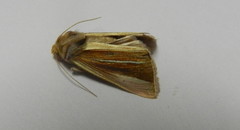 Plusia venusta