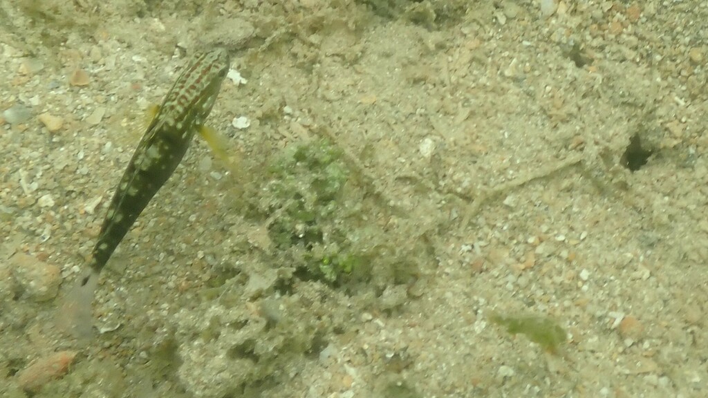 Banded Goby