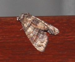 Chlumetia transversa