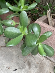 Crassula