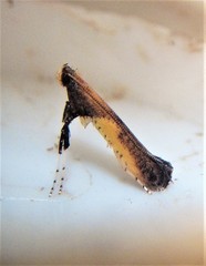 Caloptilia azaleella