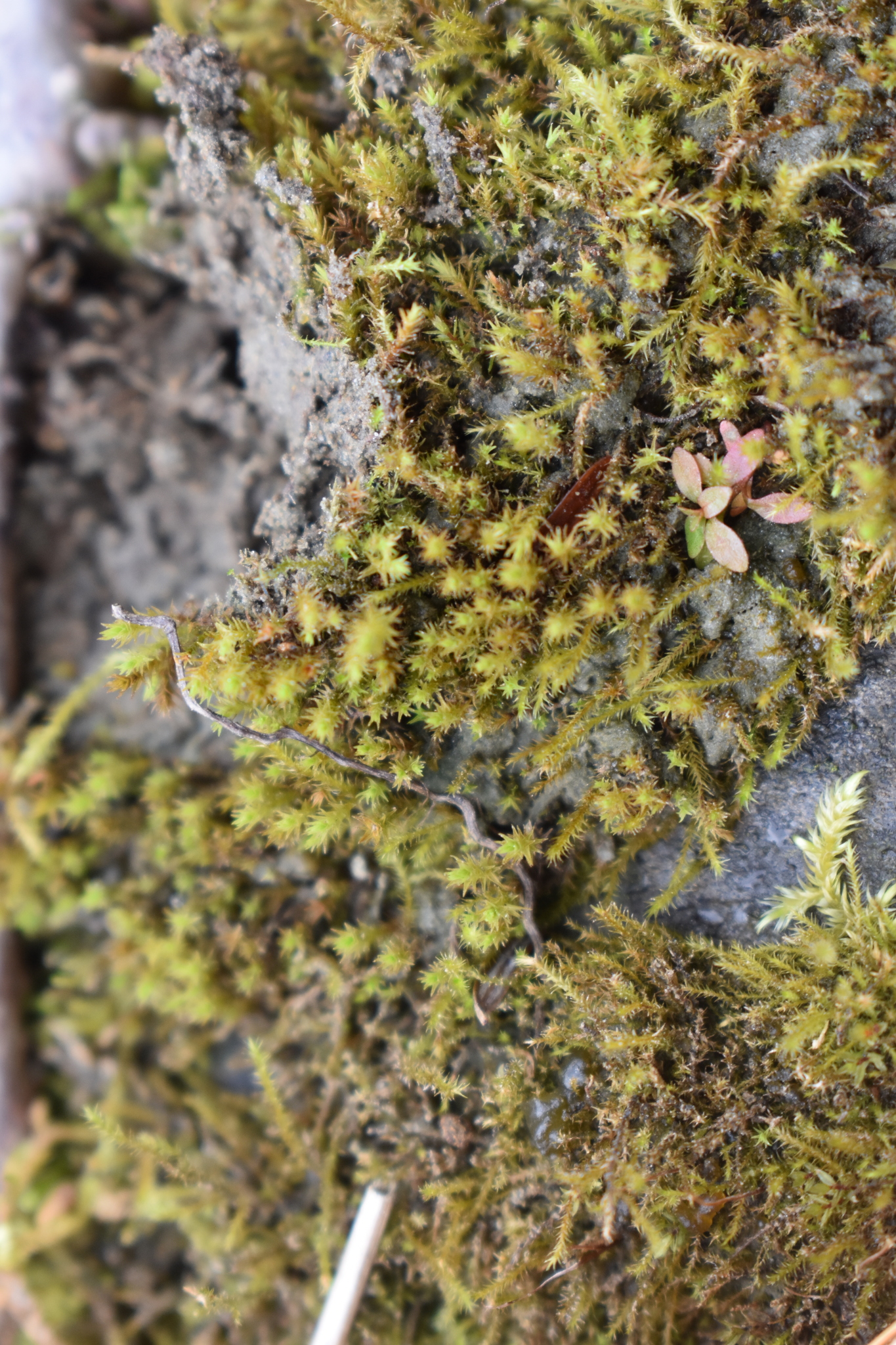 Platyhypnum montanum
