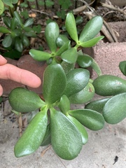 Crassula