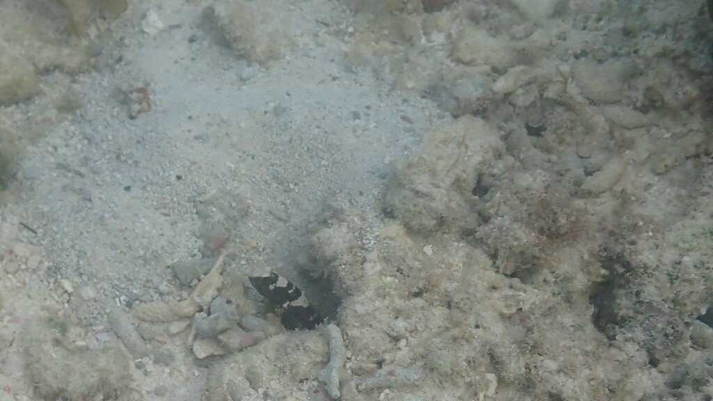 Maude's Shrimpgoby