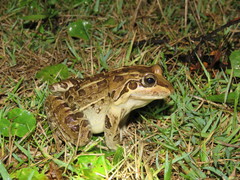 Leptodactylus luctator