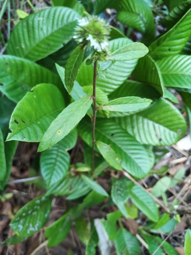 Image of Rolandra fruticosa by (c) Guillaume Delaitre, some rights reserved (CC BY)