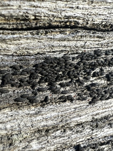 Hysterographium flexuosum observed 2023-10-26