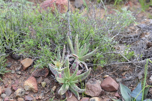 Image of Dudleya ingens by (c) Alan Rockefeller, some rights reserved (CC BY)