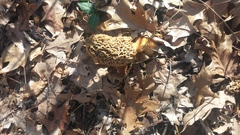 Morchella