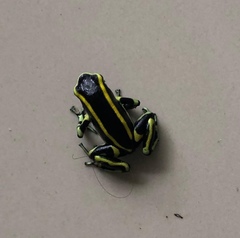 Dendrobates truncatus