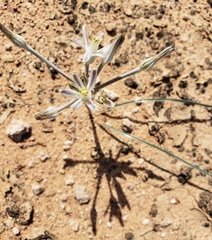 Androstephium breviflorum