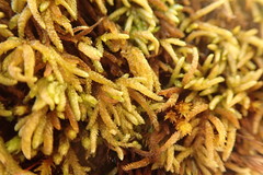 Scleropodium obtusifolium