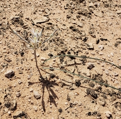 Androstephium breviflorum