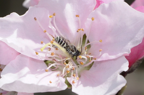 Ashmeadiella bigeloviae