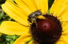 Melissodes illatus