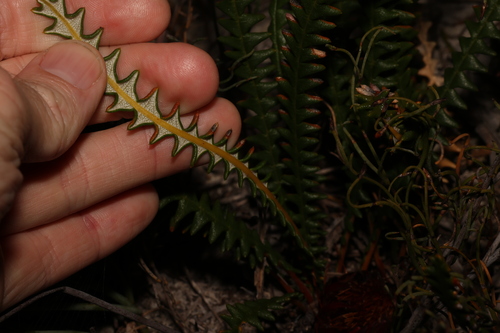Image of Banksia obtusa by (c) Greg Tasney, some rights reserved (CC BY-SA)