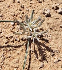 Androstephium breviflorum