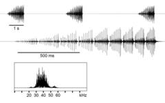 Anisophya punctinervis