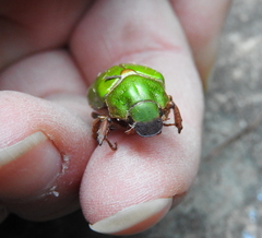 Brachysternus prasinus