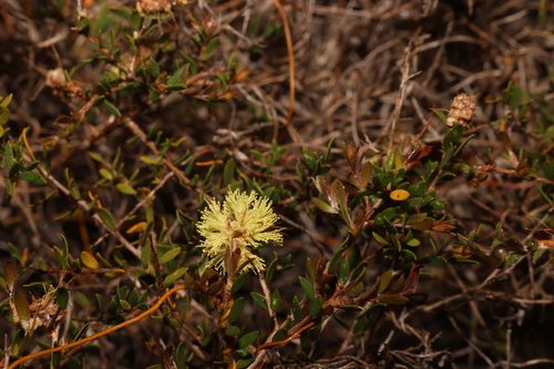 Image of Melaleuca thymoides by (c) Greg Tasney, some rights reserved (CC BY-SA)