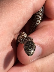 Coluber constrictor flaviventris