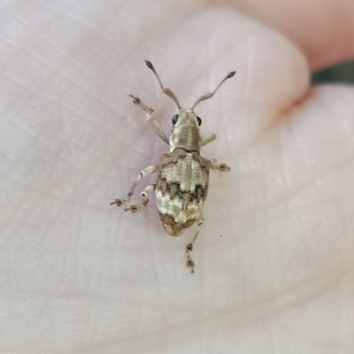 Platyomus marmoratus
