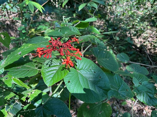 Image of Clerodendrum speciosissimum by (c) Forest Botial-Jarvis, some rights reserved (CC BY)